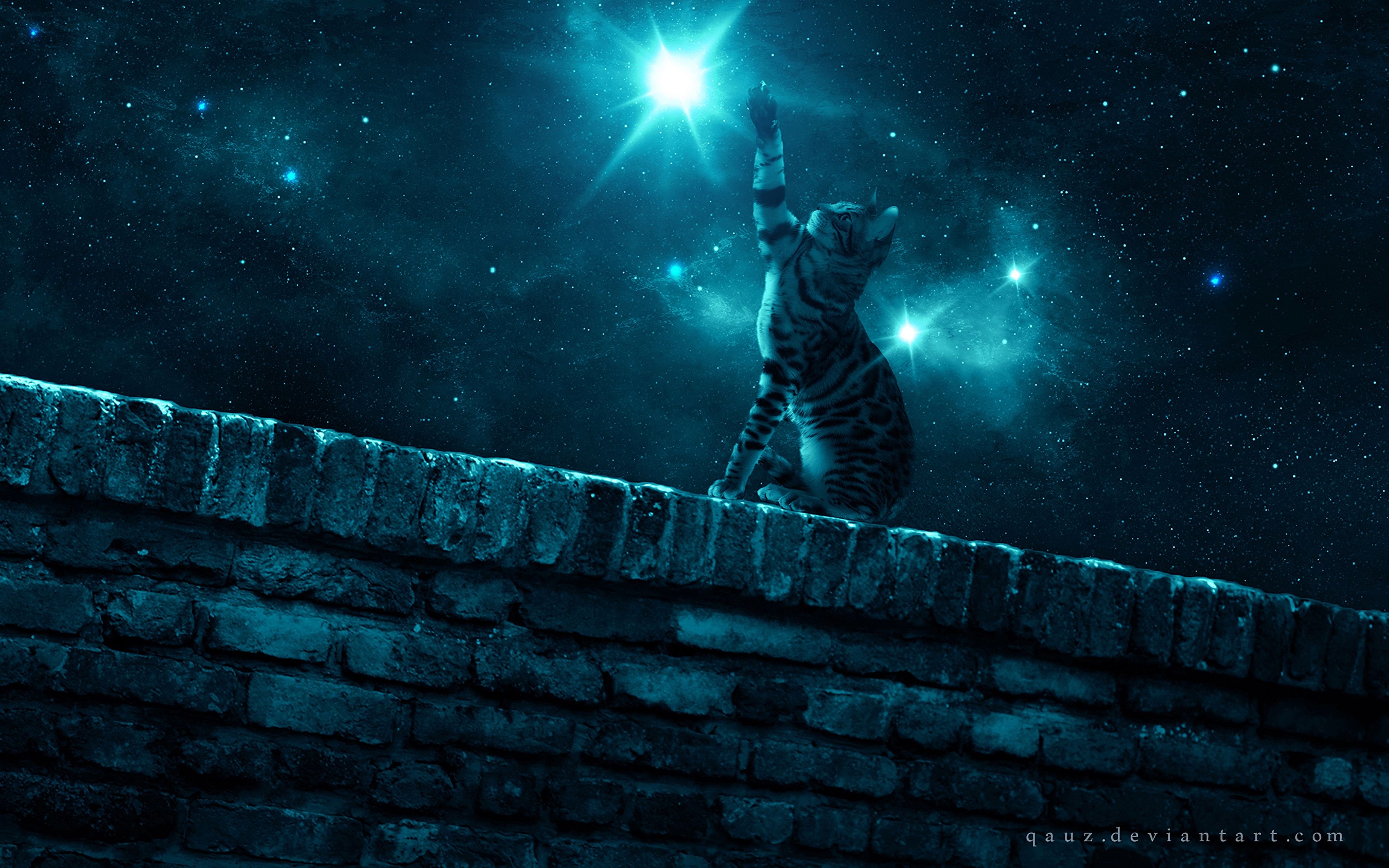 Мечтающая кошка. Кот ночью. Кот и звездное небо. Ночная кошка. "Лунный кот".