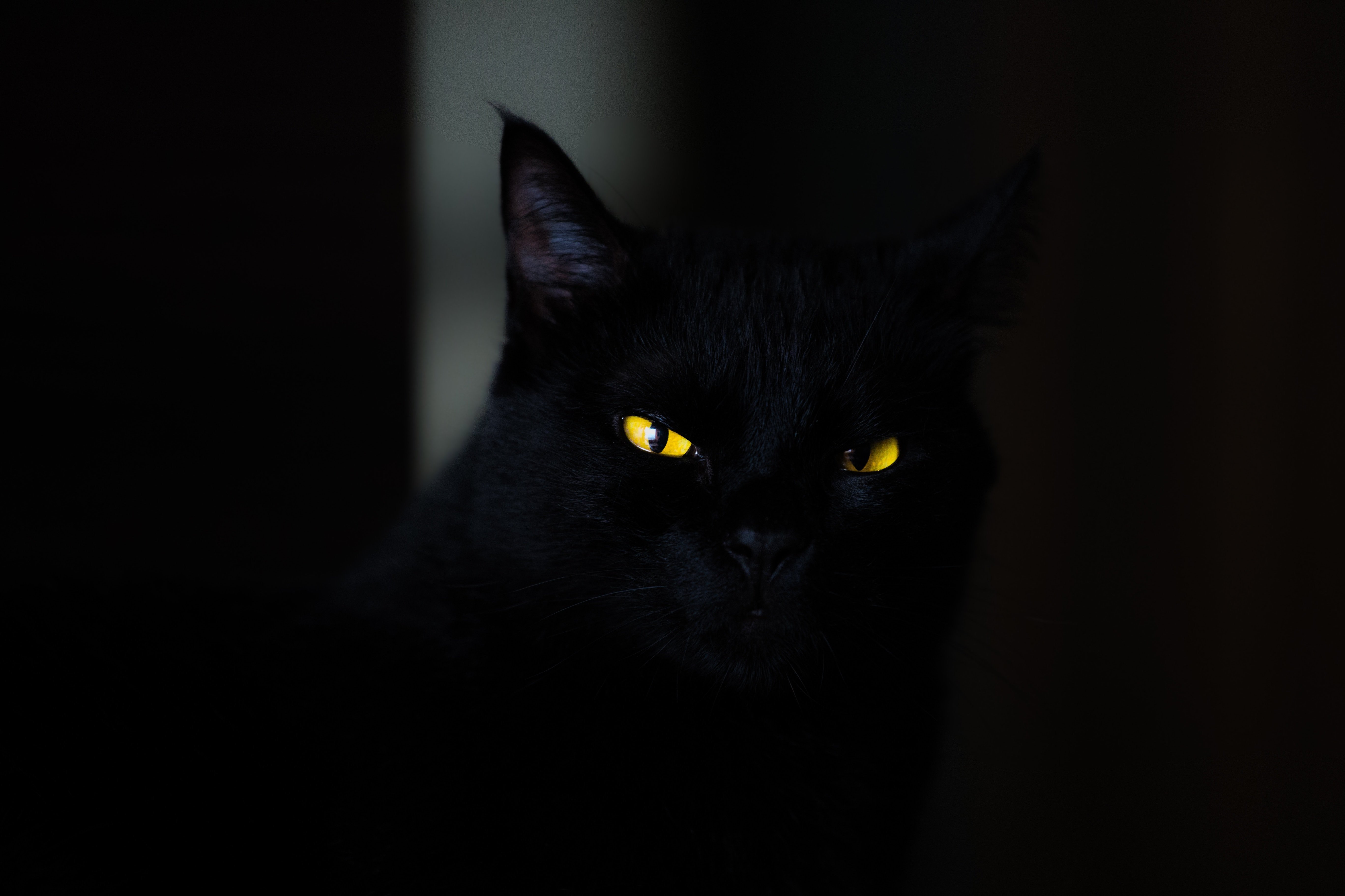 Черные кошки 9. Бомбейская кошка. Чёрный кот. Черная кошка с желтыми глазами. Черный кот с желтыми глазами.