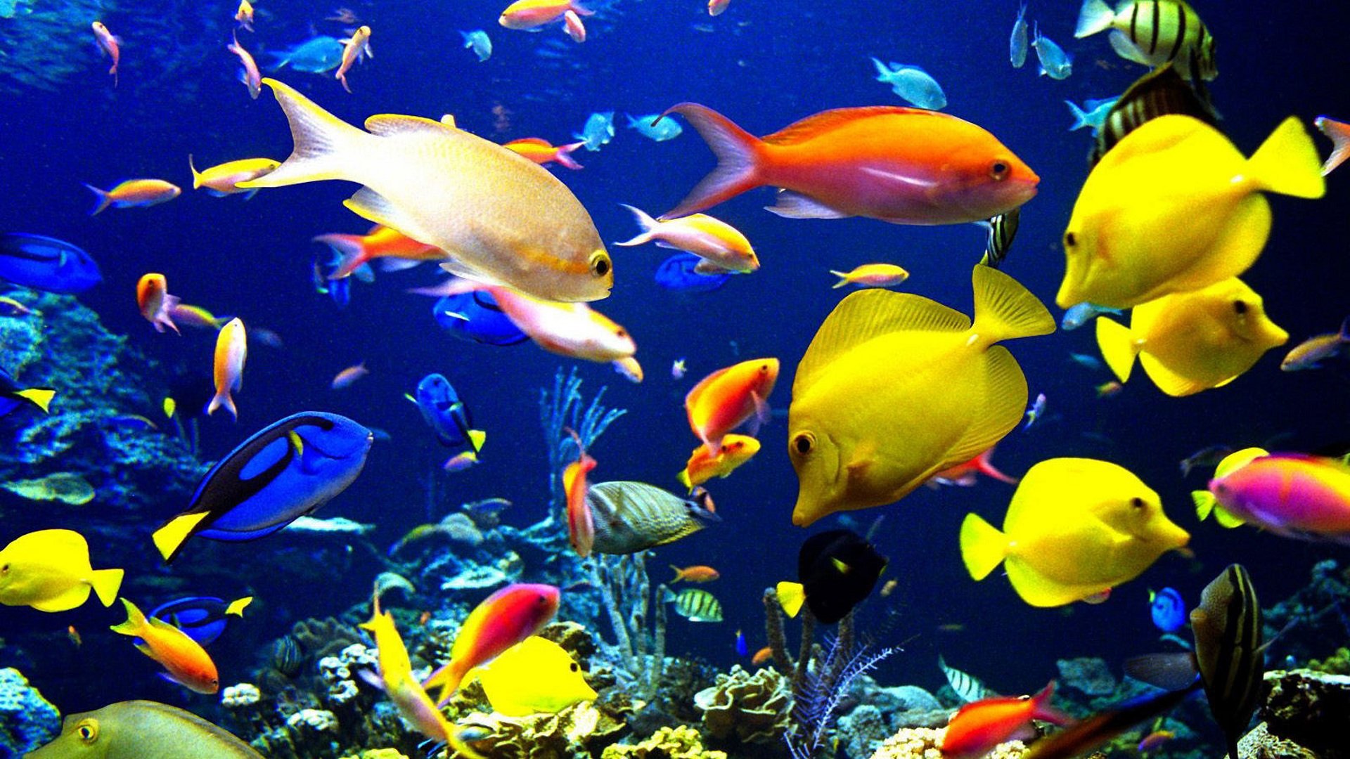 Живые плавающие обои. Тропические рыбки. Морские рыбки. Яркие рыбки. Разноцветные рыбки.