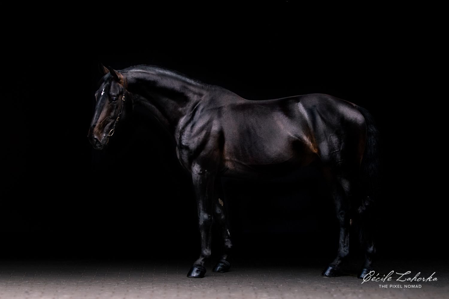 Скульптура коня на черном фоне