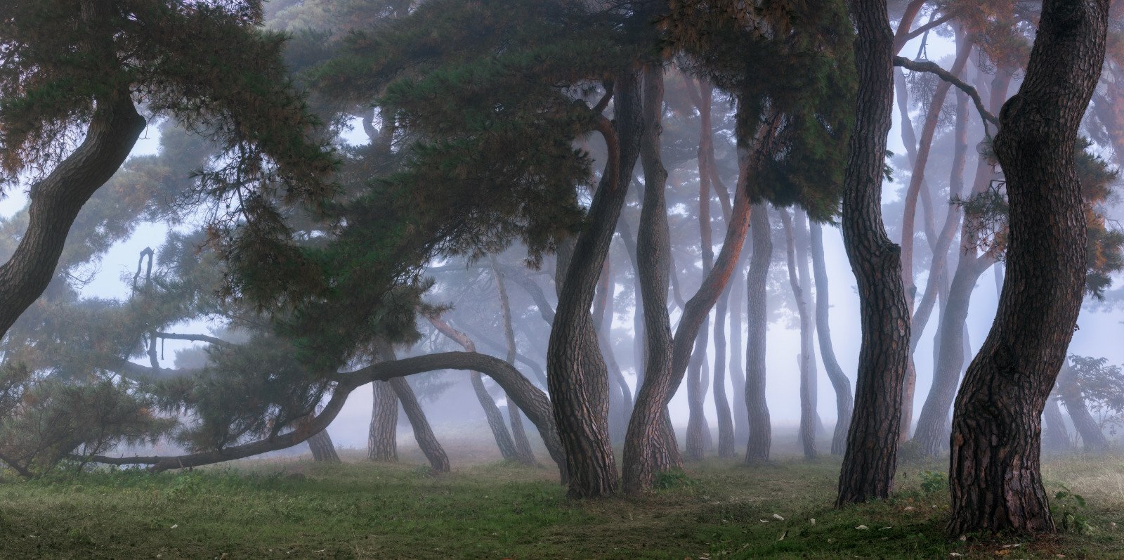 Деревья в туманном лесу