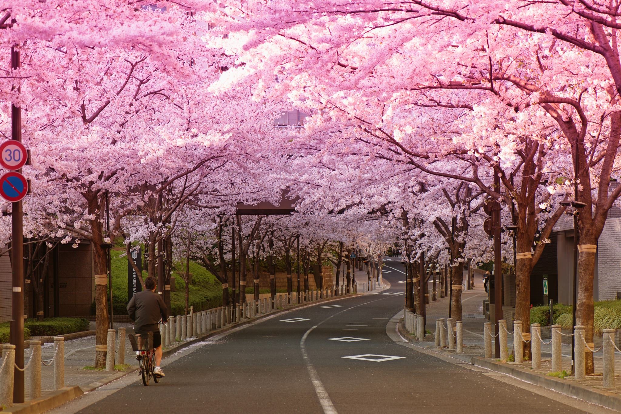 Купить весенняя улица. Япония Сакура. Сакура в Сеуле 2020. Йокогама Япония цветение Сакуры. Цветение Сакуры в Йокогаме.