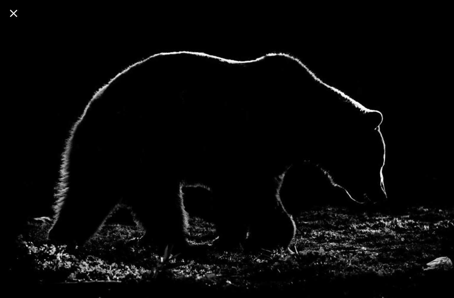 Медведь на черном фоне. Силуэты животных на черном фоне. Силуэт медведя. Темные силуэты животных.