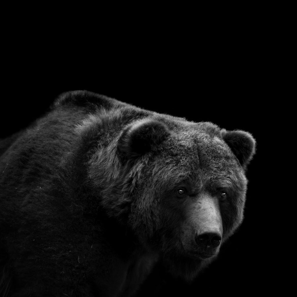 Медведь на черном фоне