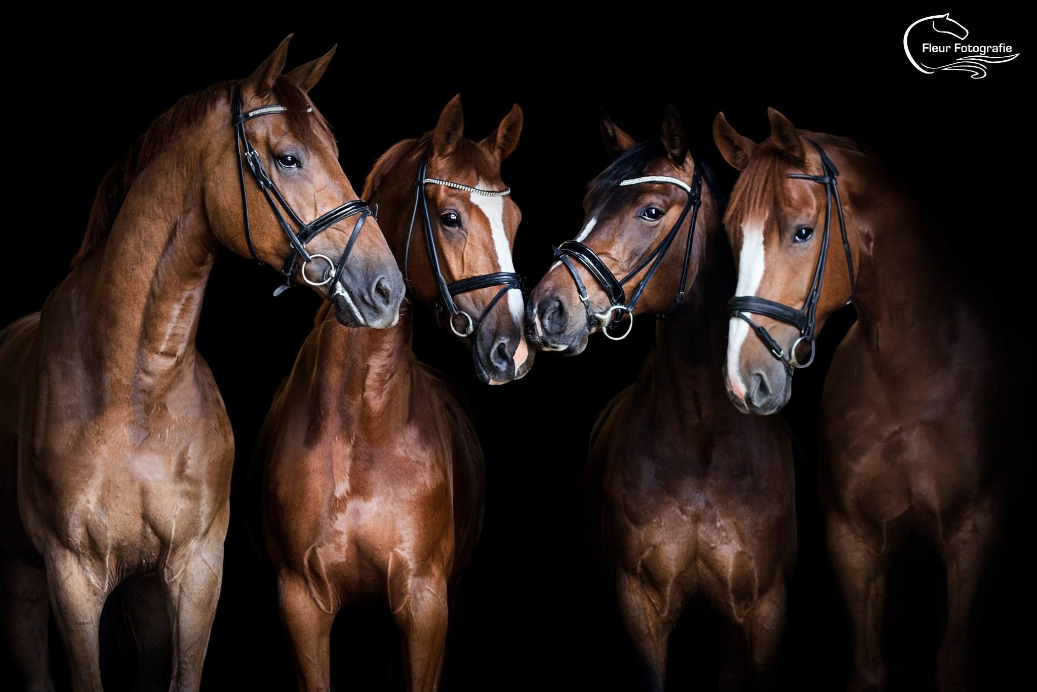 Лошадь на черном фоне. Лошадь на темном фоне. Четыре лошади. Картинки лошадей.