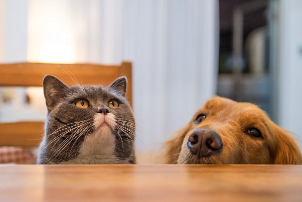 Кот и собака за столом