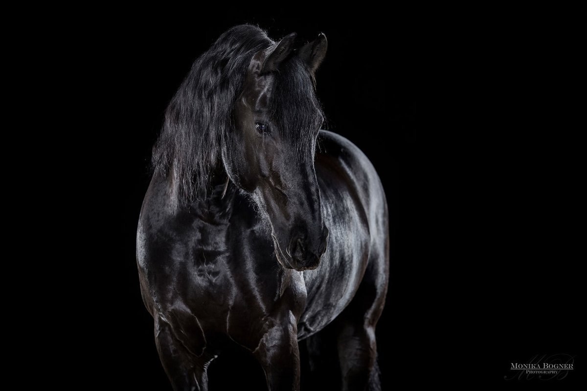 Лошадь на черном фоне