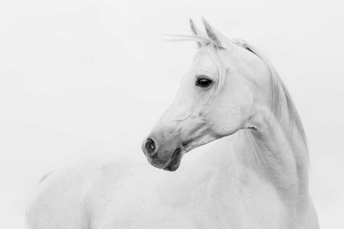 Белый конь на белом фоне
