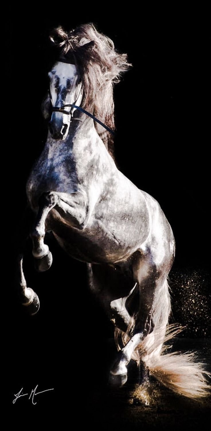 Конь на черном фоне