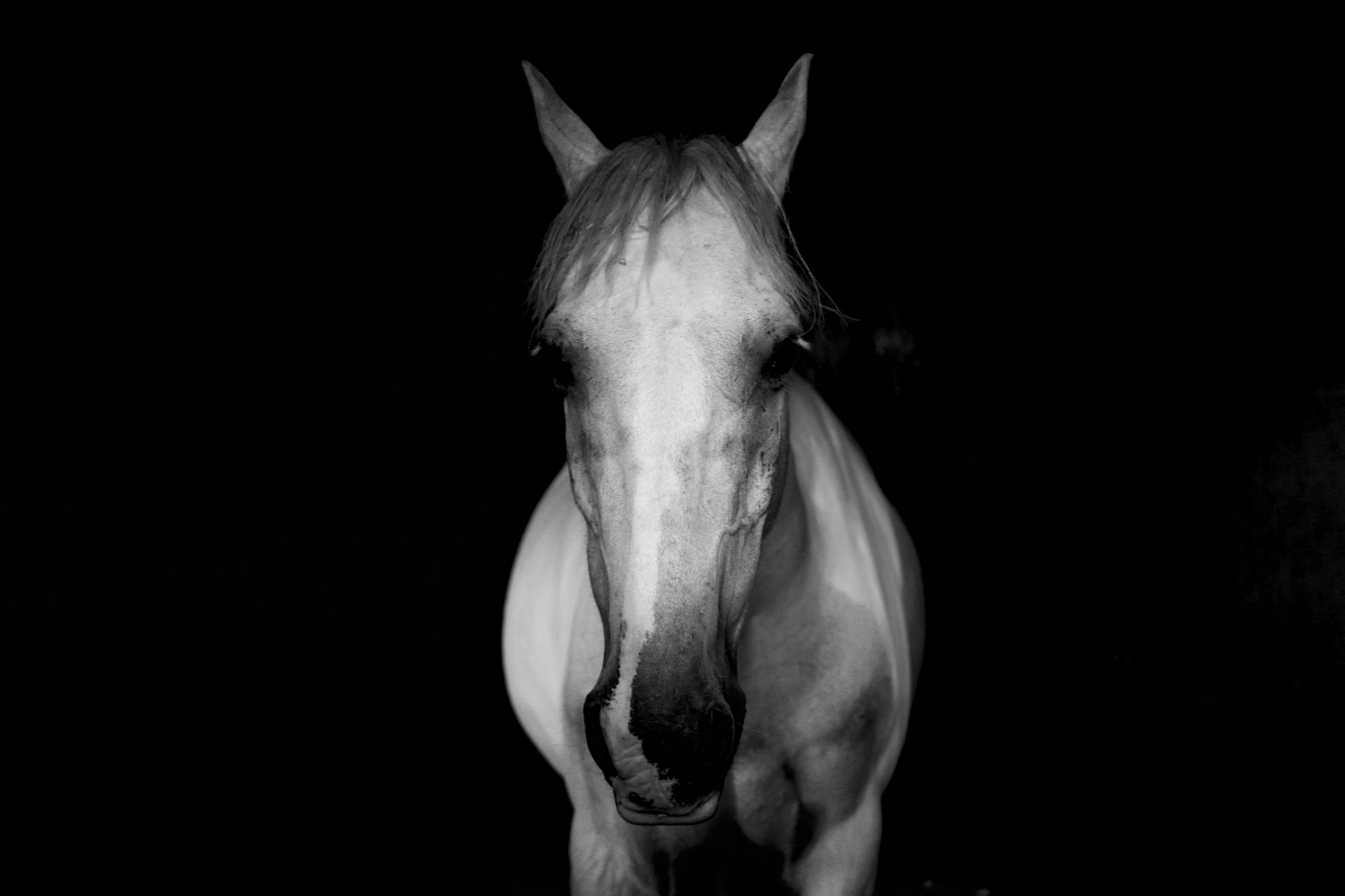 Лошадь на черном фоне. Конь на черном фоне. Белая лошадь на черном фоне. Лошадь на темном фоне. Белый конь на черном фоне.