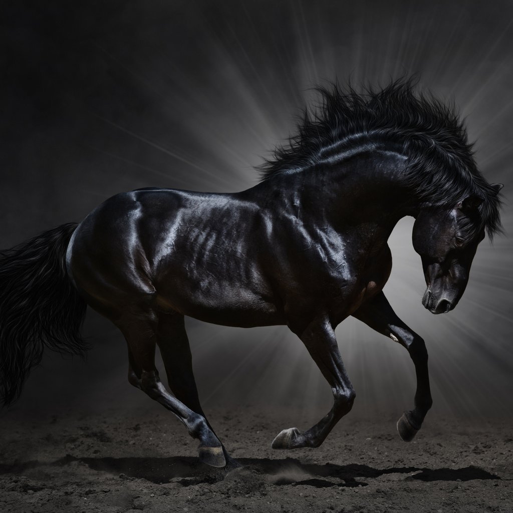 Вороной Мустанг аруд