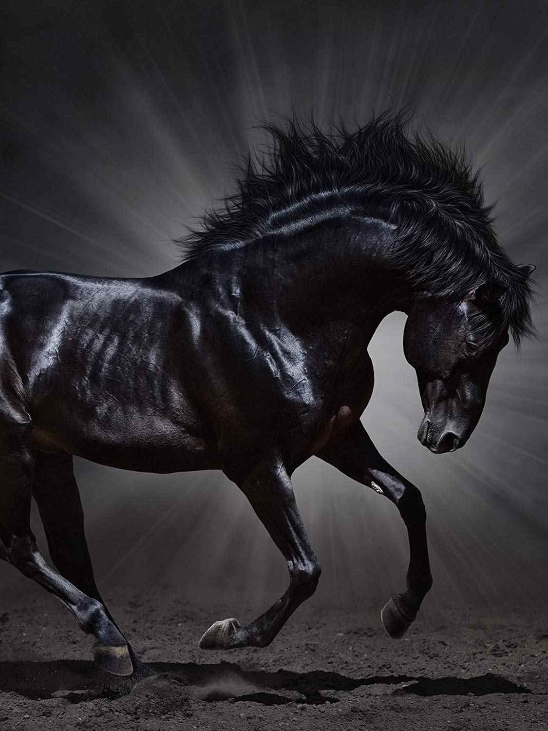 Конь на черном фоне