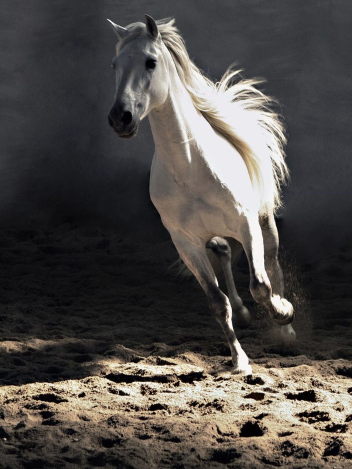 Лошадь бежит