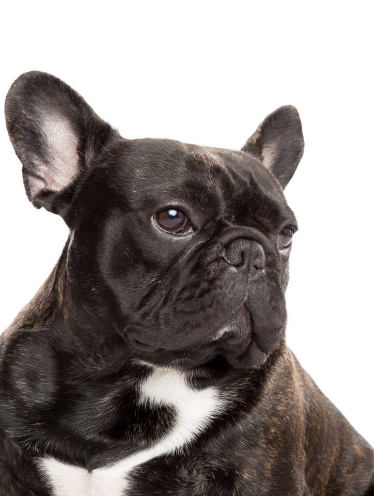 Французский бульдог черный