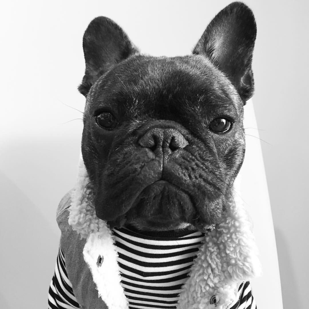 Французский бульдог