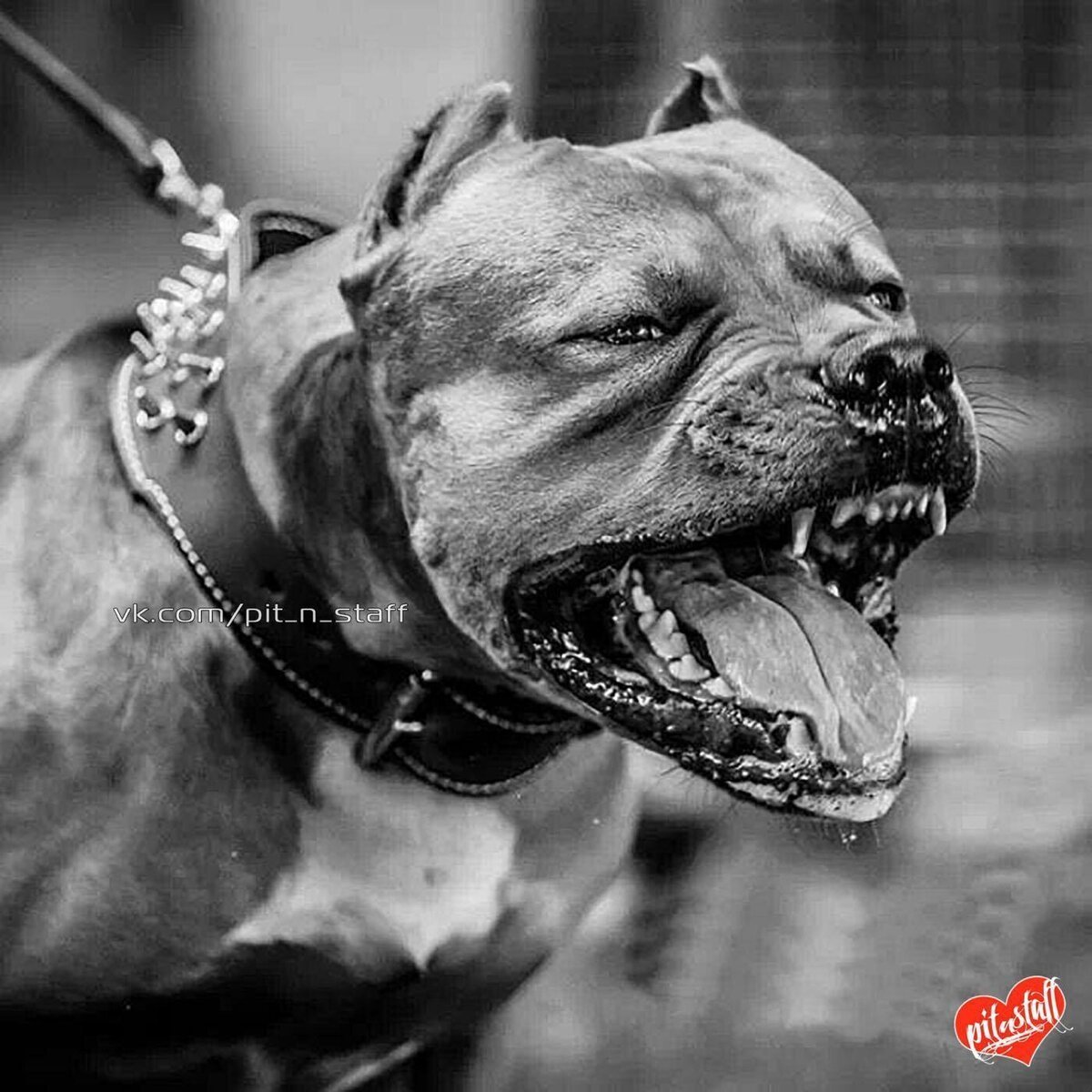 Бульдог на черно белом фоне