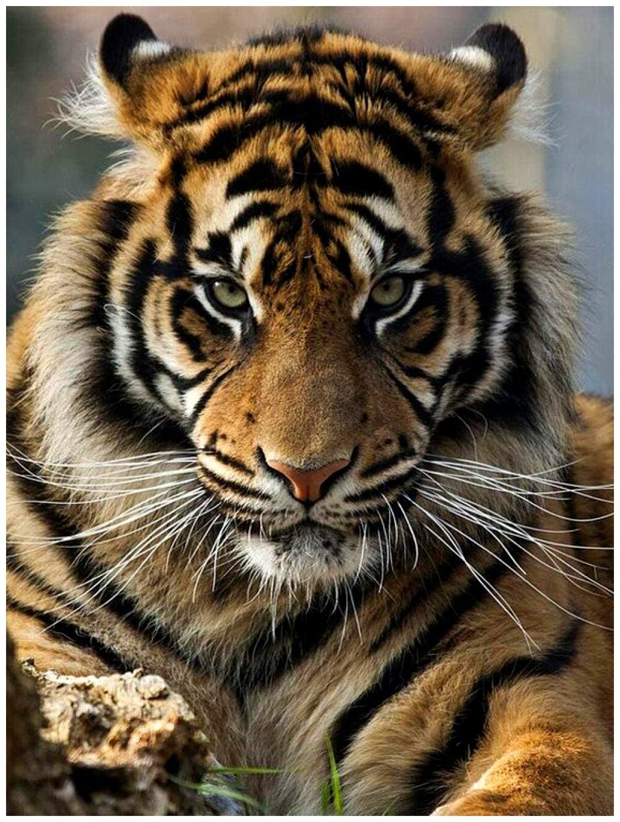 Красивый тигр