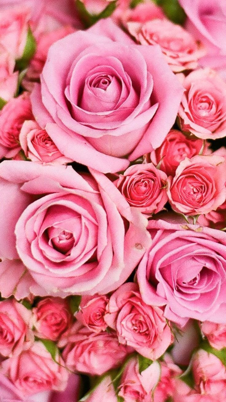 Бесплатные заставки розы на заставку телефона. Розовые цветы. Розовый цвет. Красивые розы.