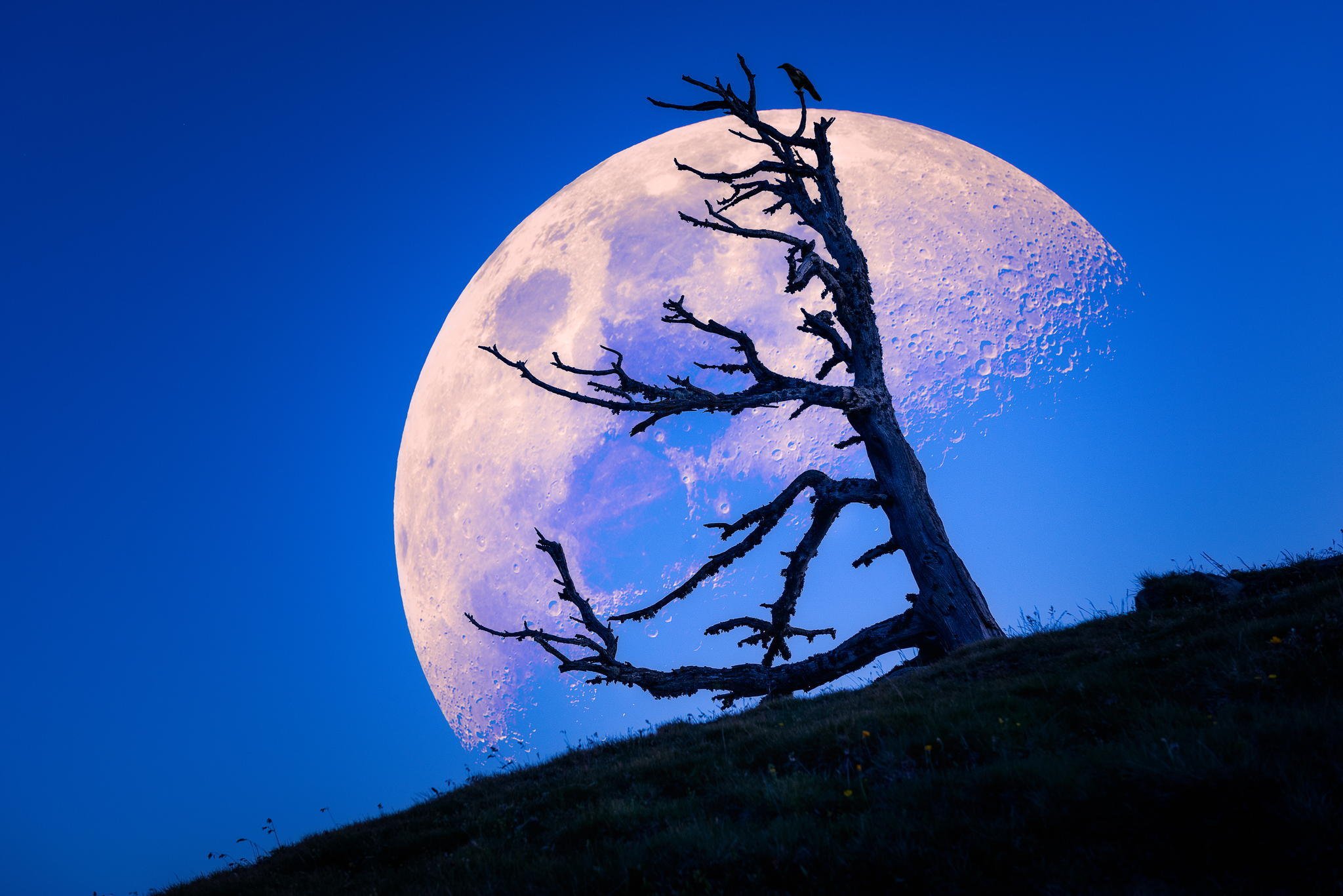 Красивая луна ответ. Луна. Дерево на фоне Луны. Красивая Луна. Полная Луна.