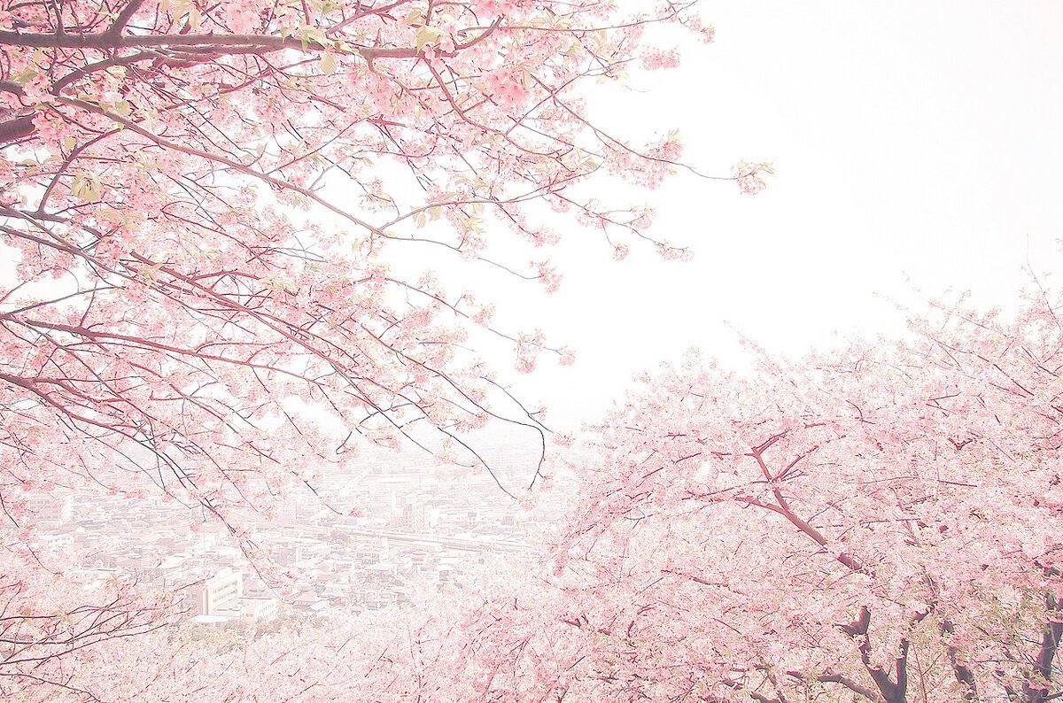 Природа Сакура