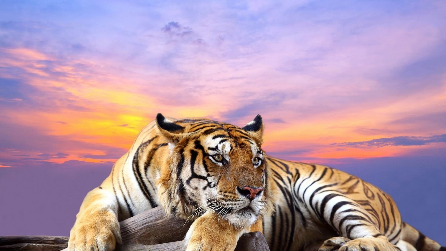 Тигр на красивом фоне
