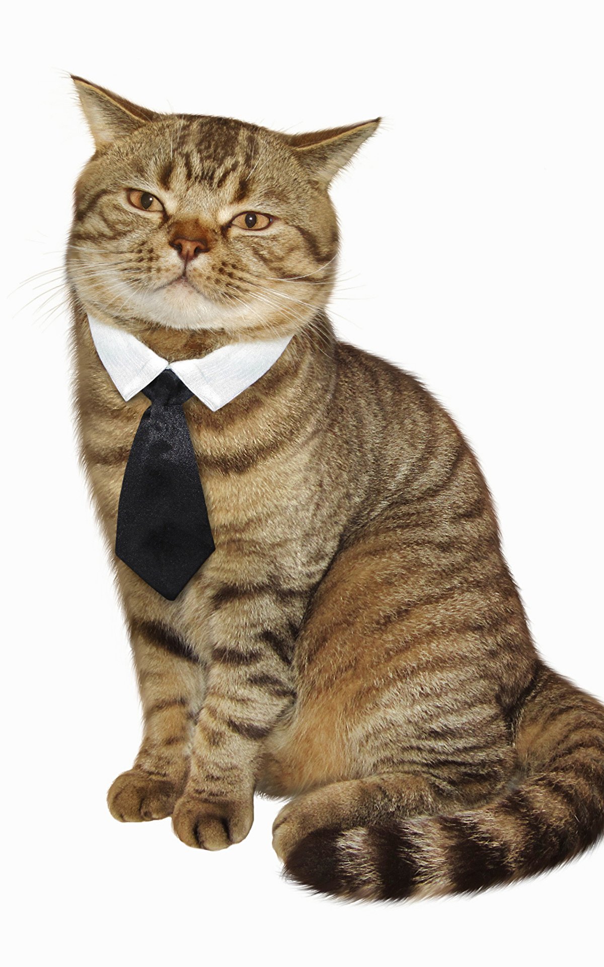 Деловой кот