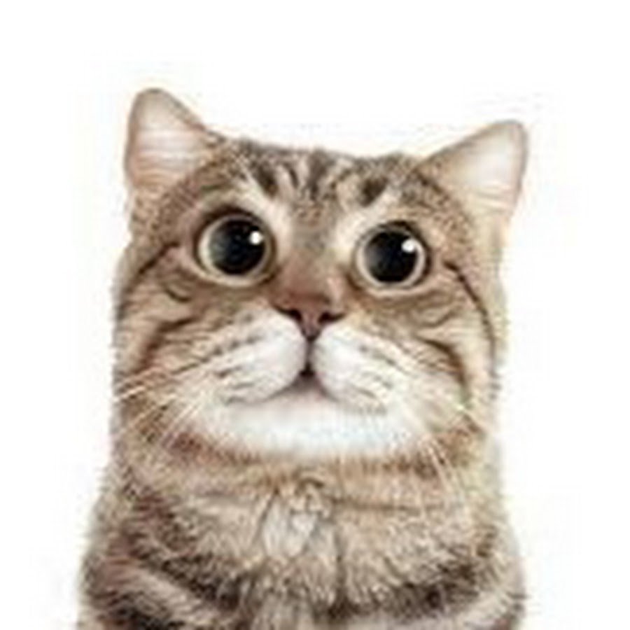 Удивленный кот