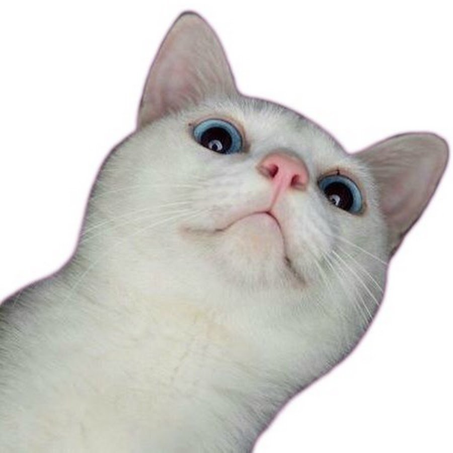 Кот Мем на прозрачном фоне