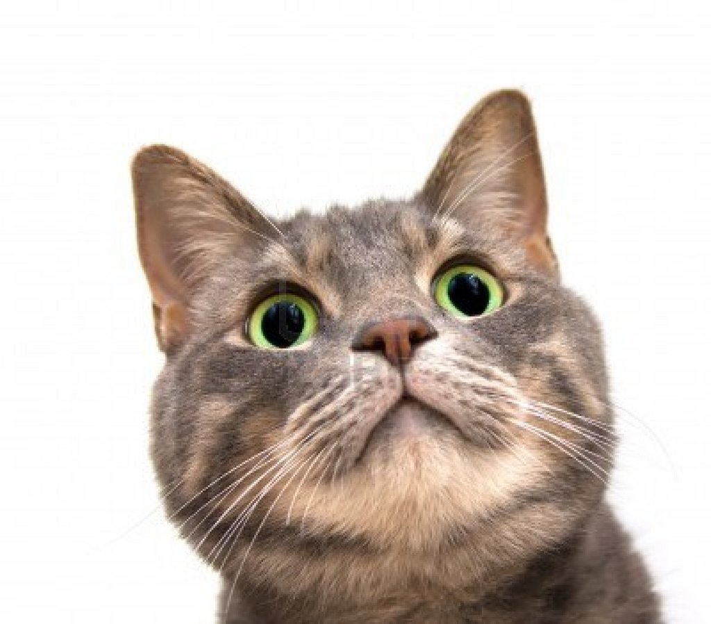 Голова кота