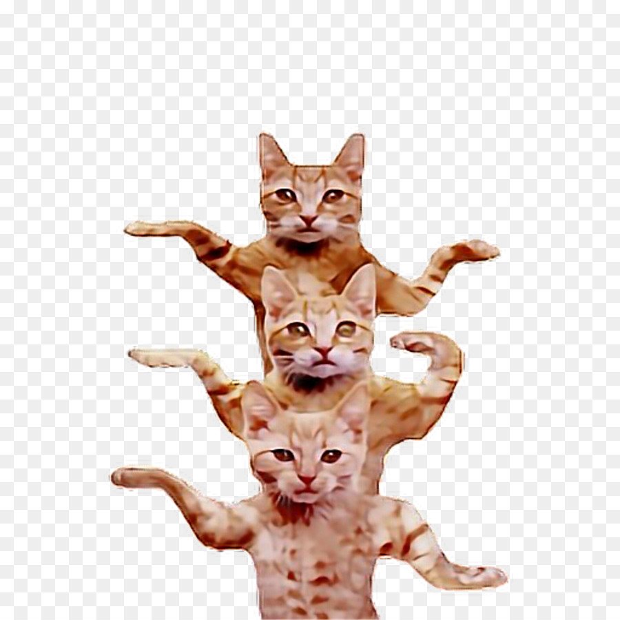 Коты танцуют