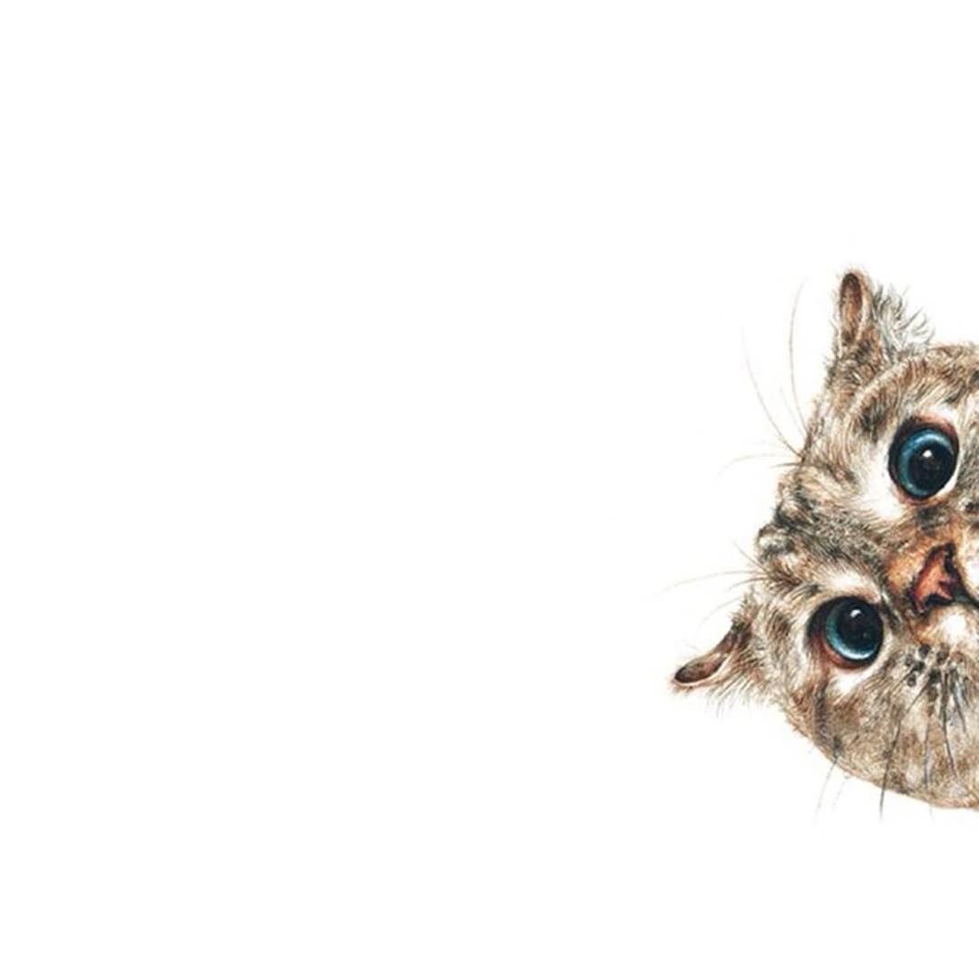 Кот выглядывает