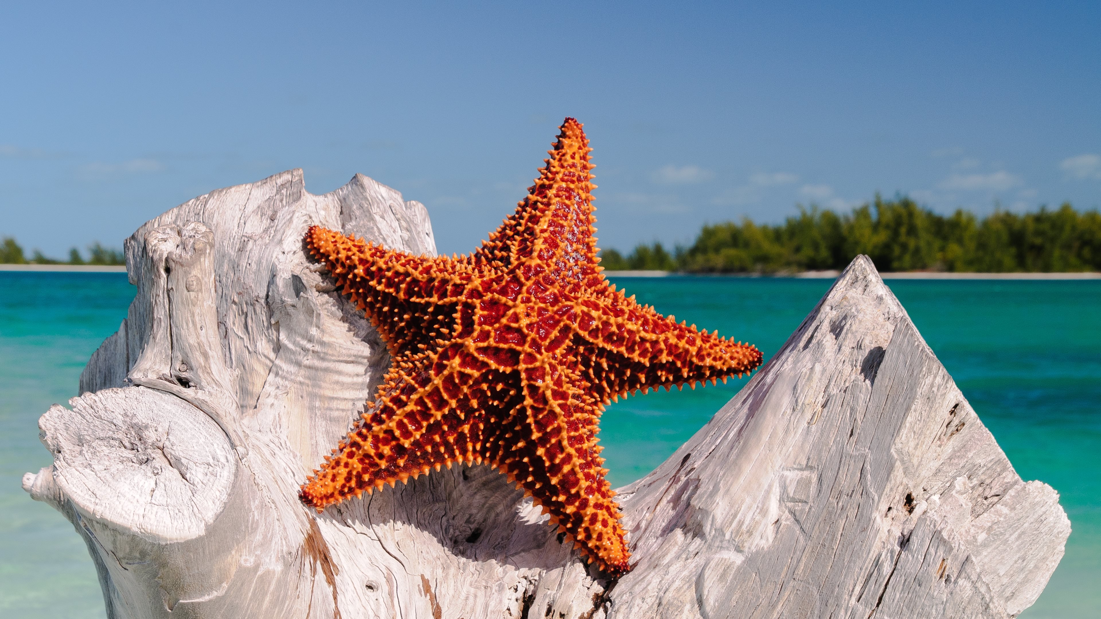 Морская звезда океан. Шестиконечная морская звезда. Кроссастер морская звезда. Морская звезда красивая. Морские звезвл.