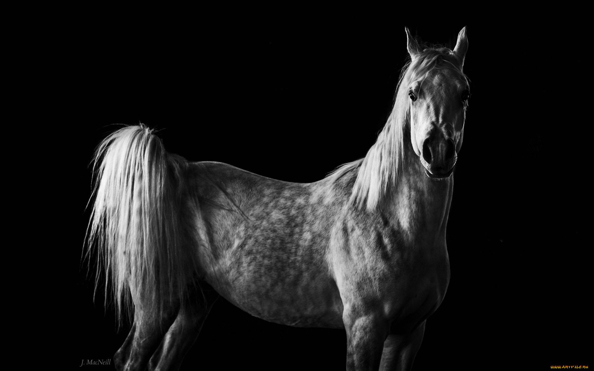 Серо черная лошадь. Белая лошадь на черном фоне. Конь на черном фоне. Лошадь черный. Лошадь на темном фоне.