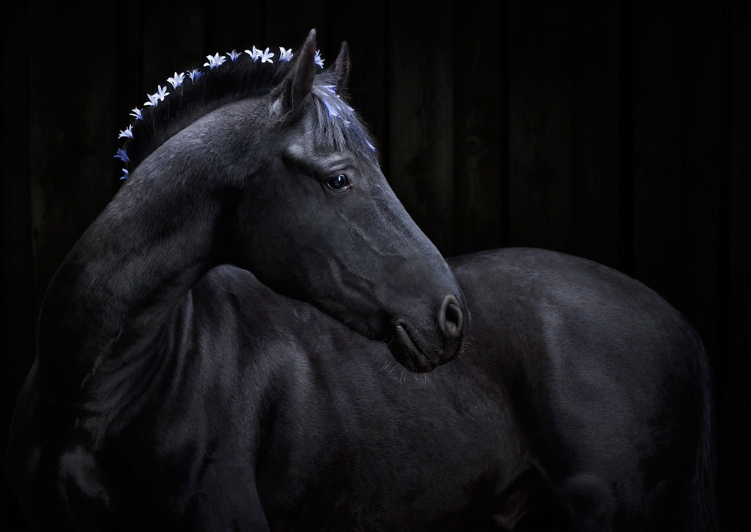 Сонник черная лошадь. Лошадь черный. Лошадь на черном фоне. Кони Эстетика.