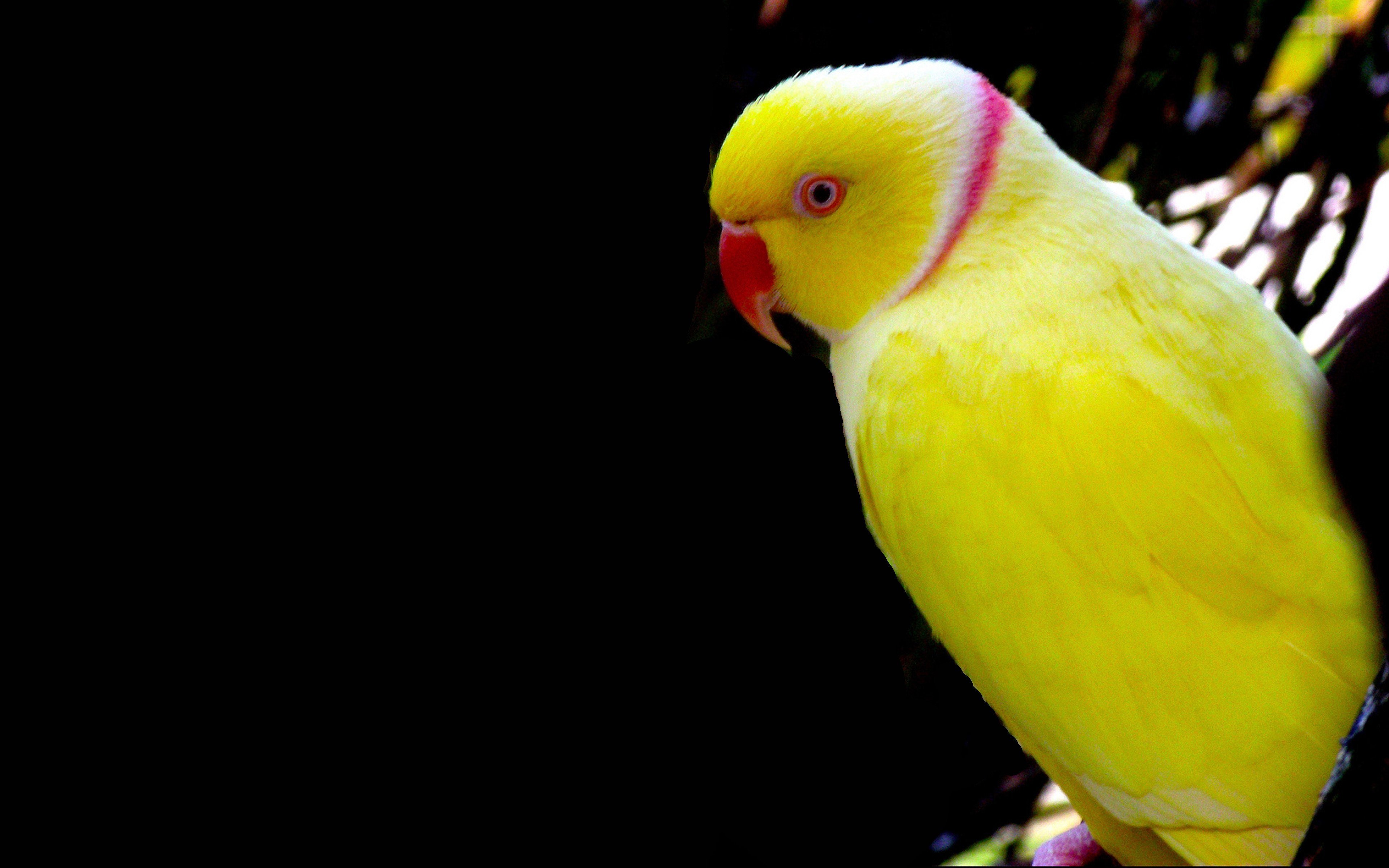Желтый волнистый попугай