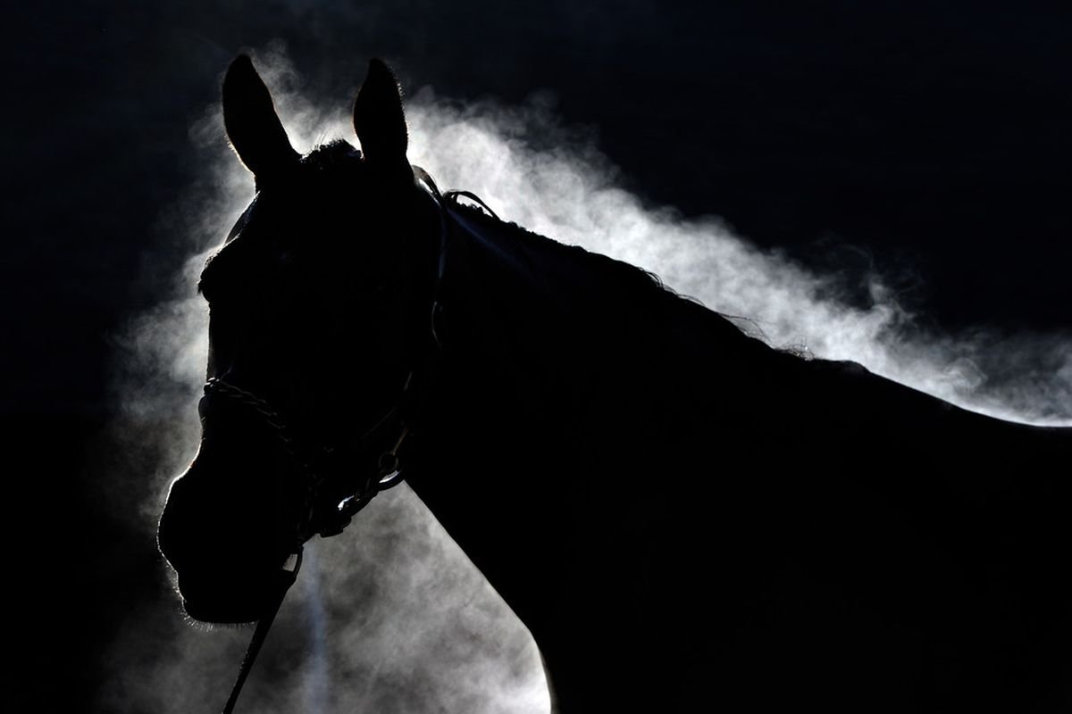 Лошадь в темноте