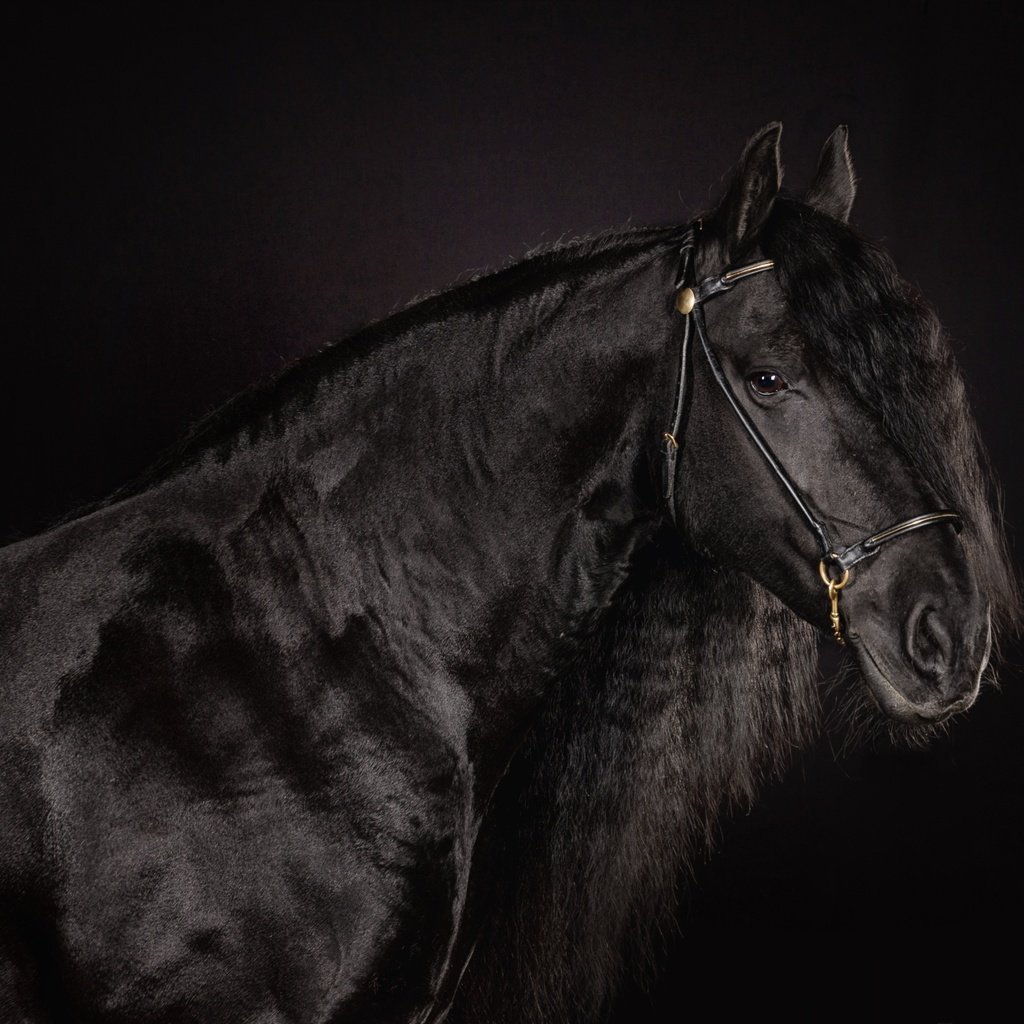 Лошади на рабочий стол