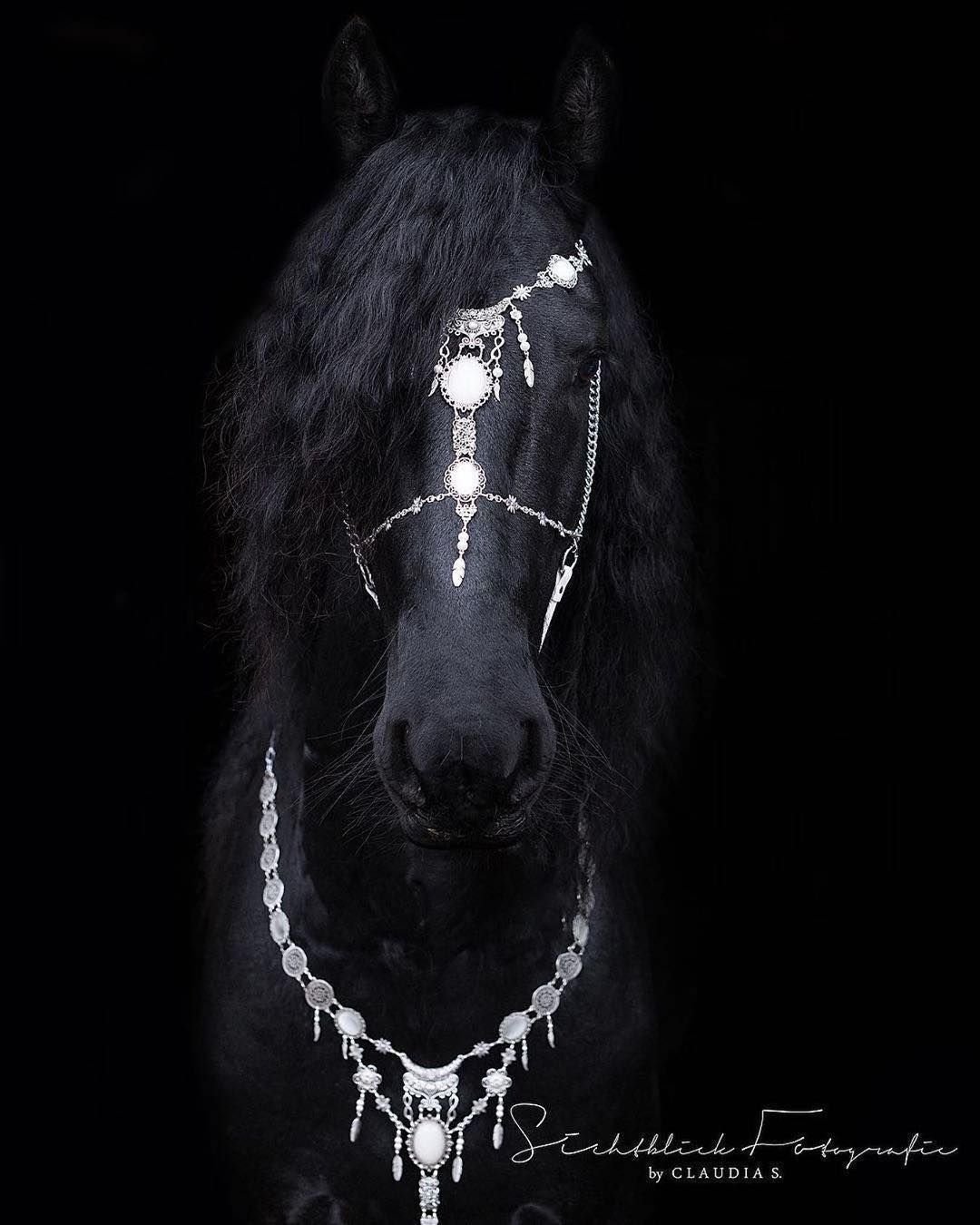 Мустанг лошадь черный