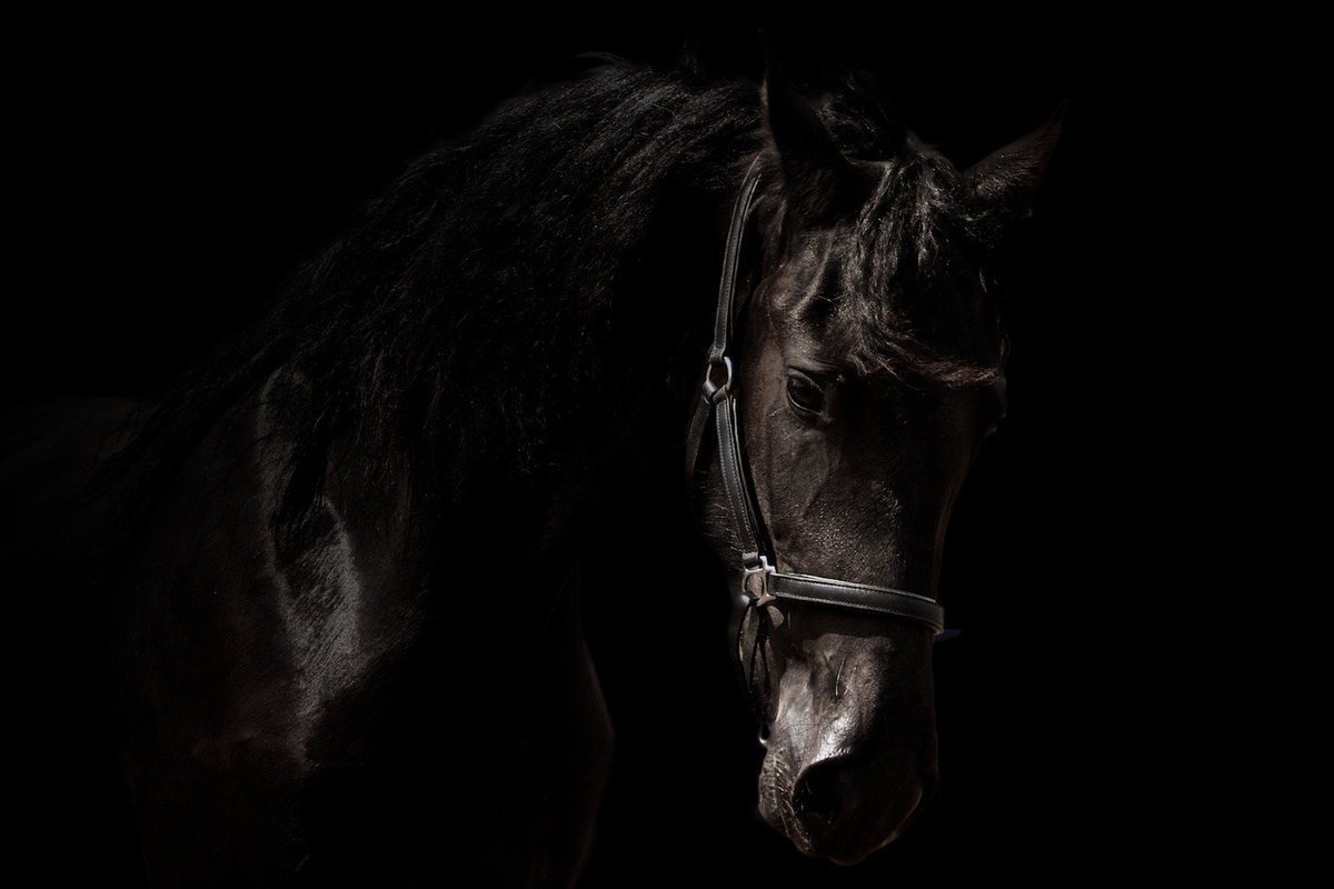 Лошадь на темном фоне