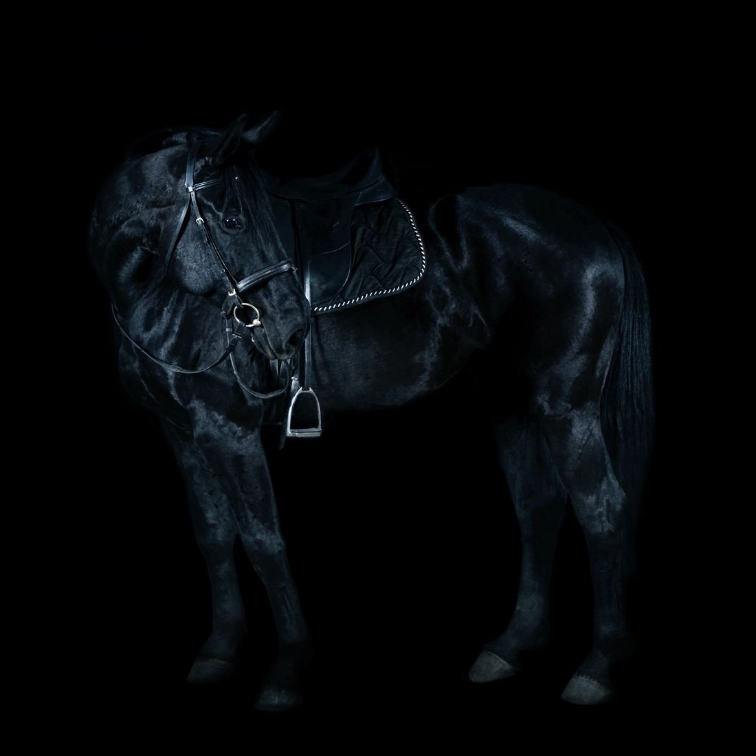 Черная лошадь заставка
