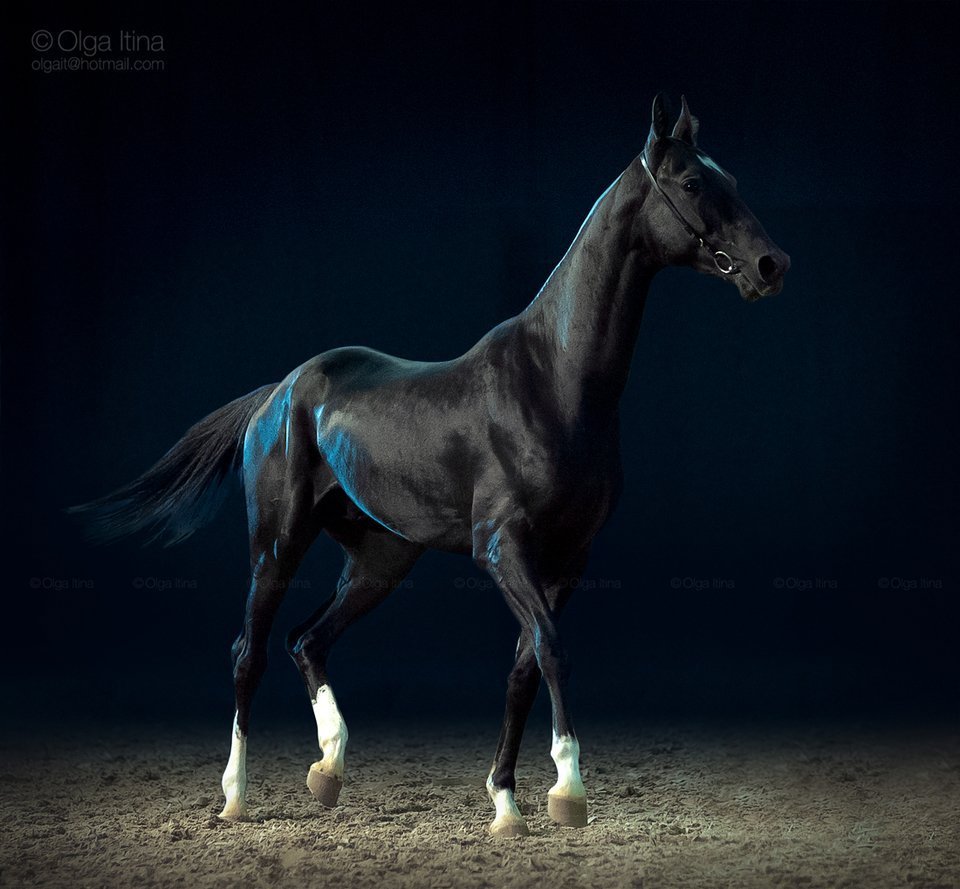 Лошадь на темном фоне