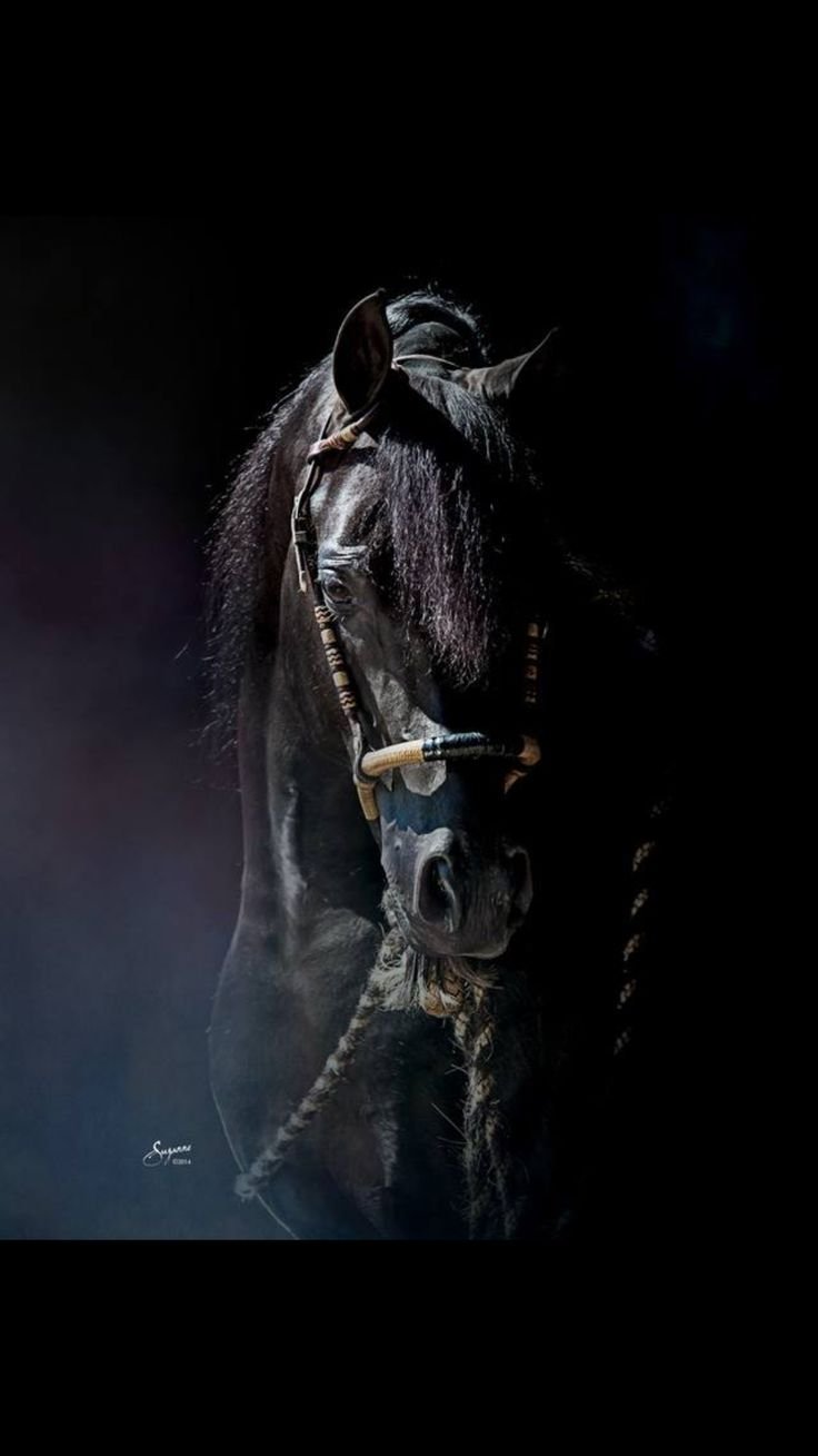 Всадник на черном фоне