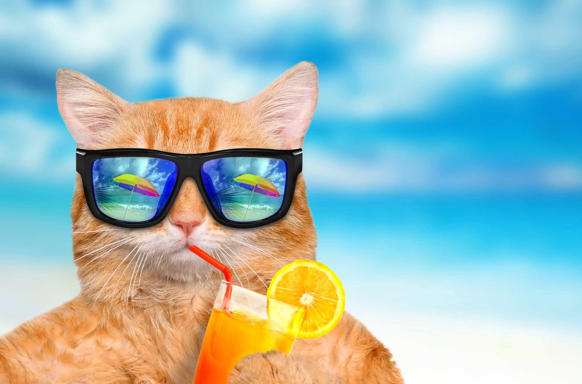 Самер кат. Кот в очках. Рыжий кот в очках. Котик в отпуске. Продляем лето