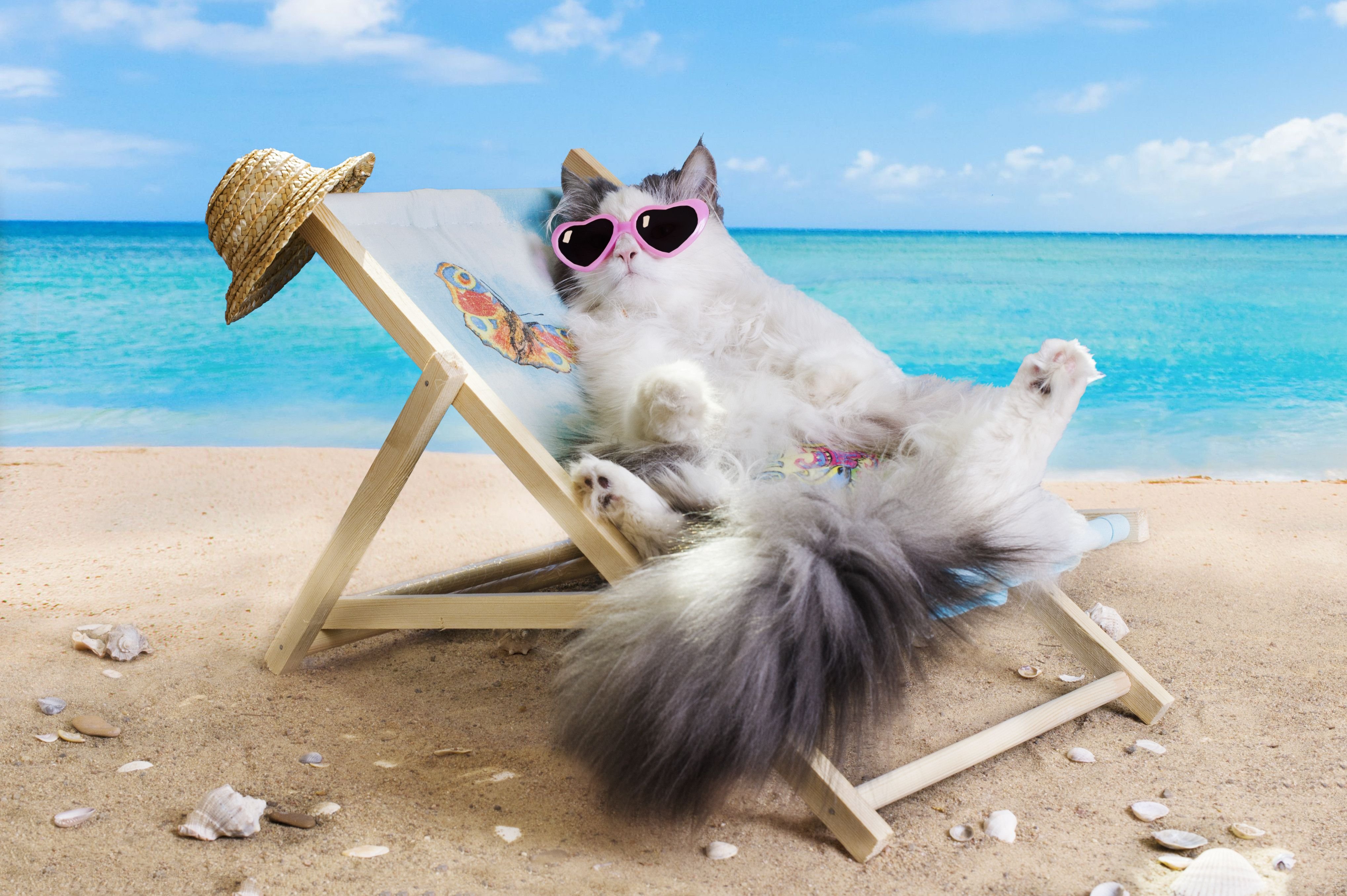 Отпуск через выходные. Кот на море. Кот на пляже. Кот отдыхает. Лето отпуск.
