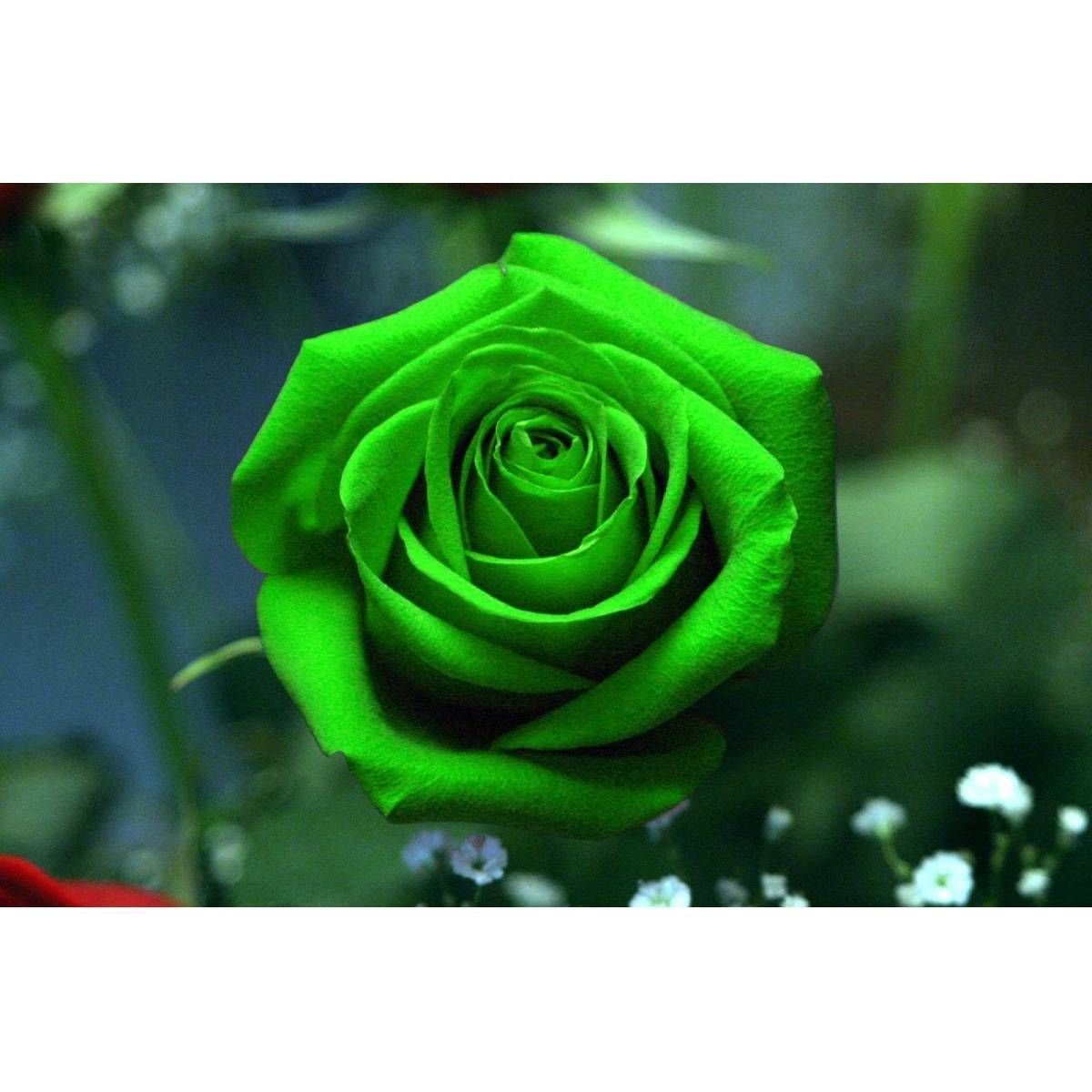 Красные розы через зеленое стекло. Зеленые розы. Темно зеленые розы. Зелёные розы фото.