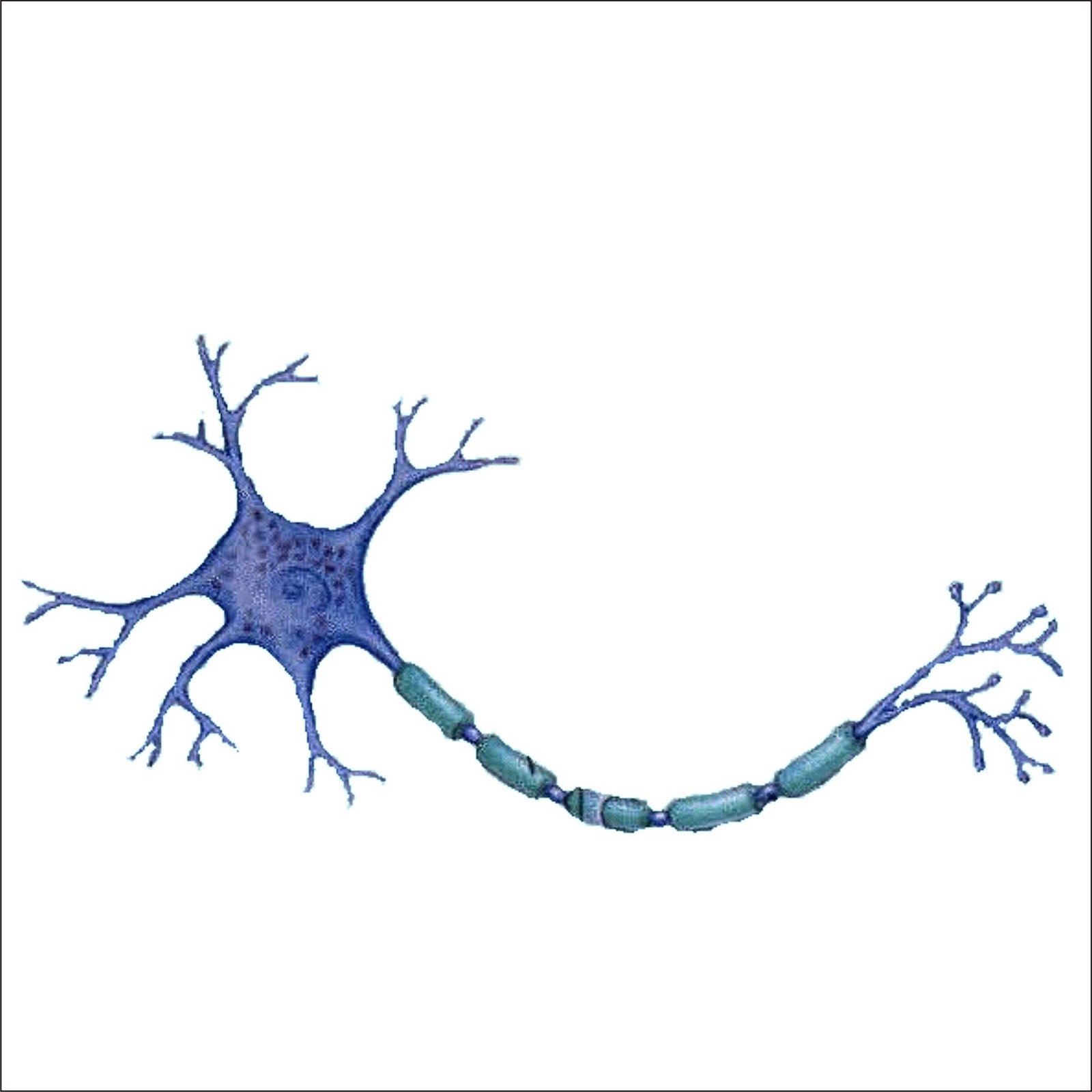 Биология нервные клетки. Строение нейрона дендриты Аксон. Строение нервной клетки нейрона. Аксон нервной клетки строение. Схема строение нейрона дендриты Аксон.