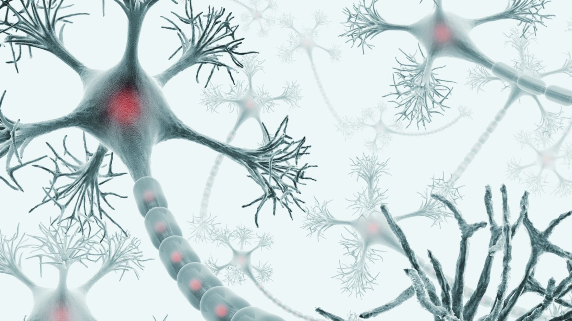 Las neuronas se regeneran