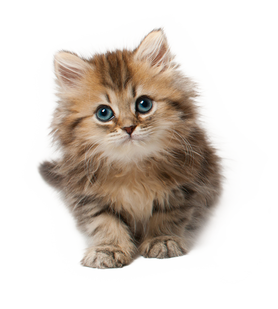 Котик без фона