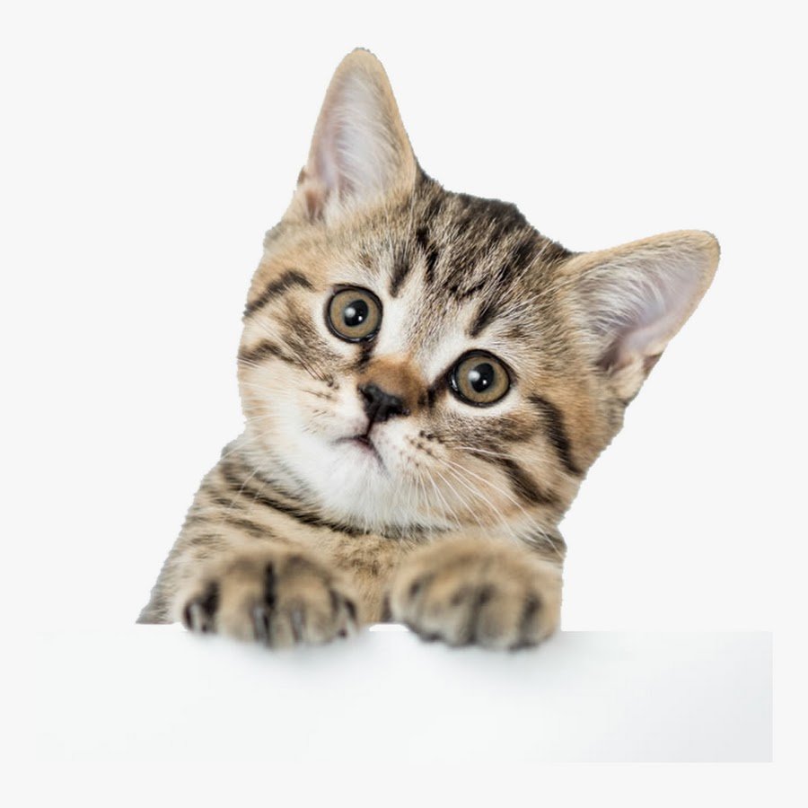 Милый котик на белом фоне