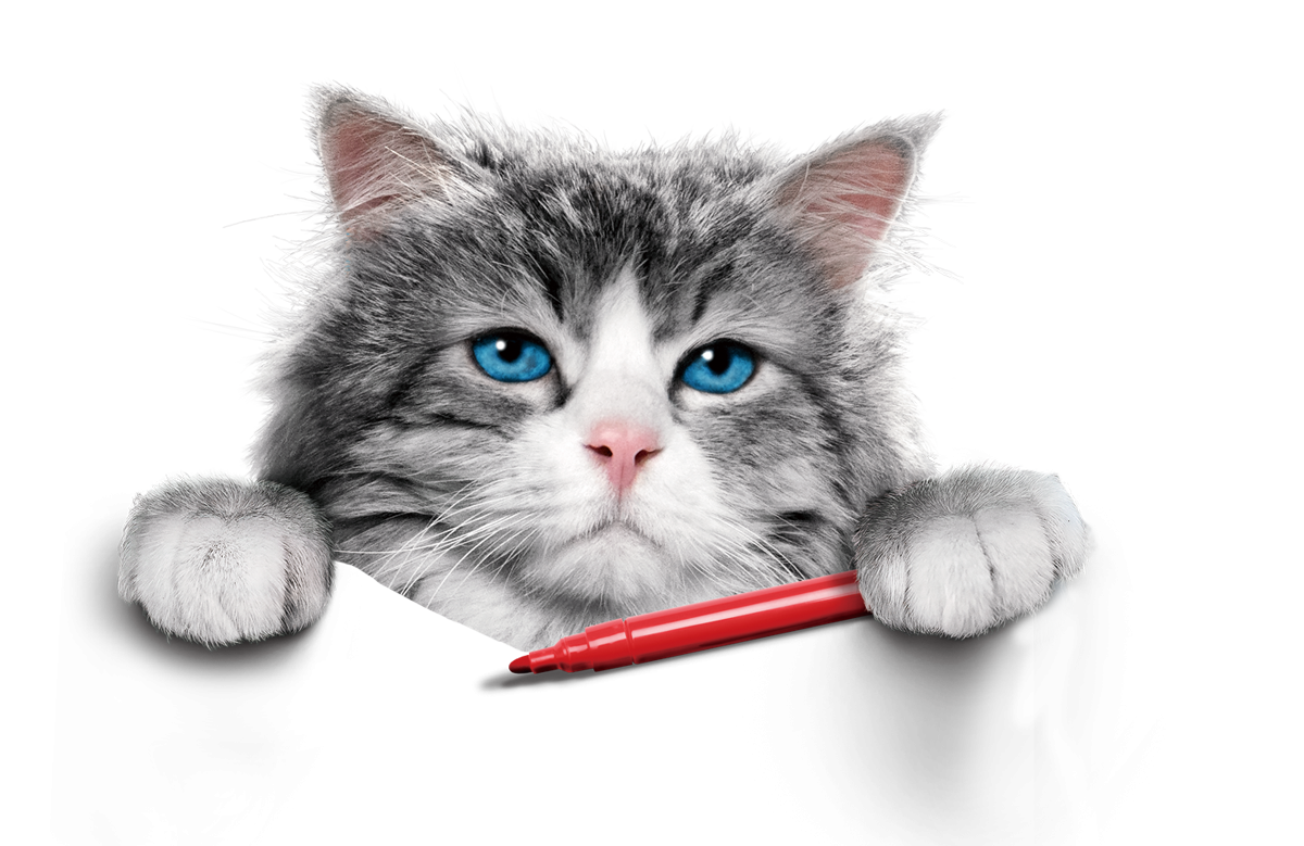 Кот держит в лапах